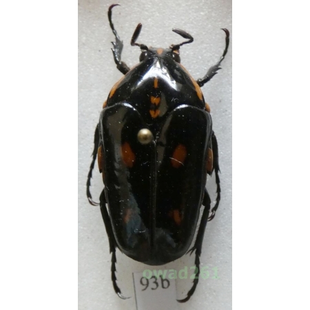 Cetonidae sp. Indonesia, Java93b